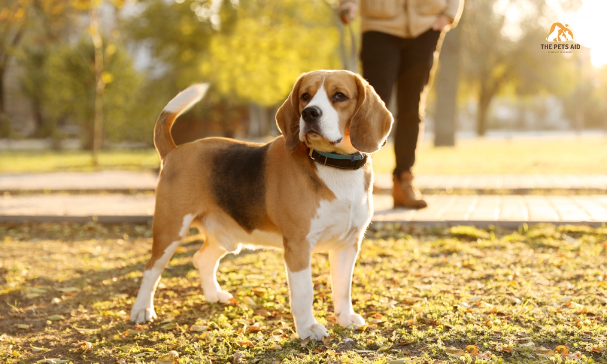 10 Reasons Why Beagles Are the Worst Dogs 2 Why%20Beagles%20Are%20the%20Worst%20Dogs